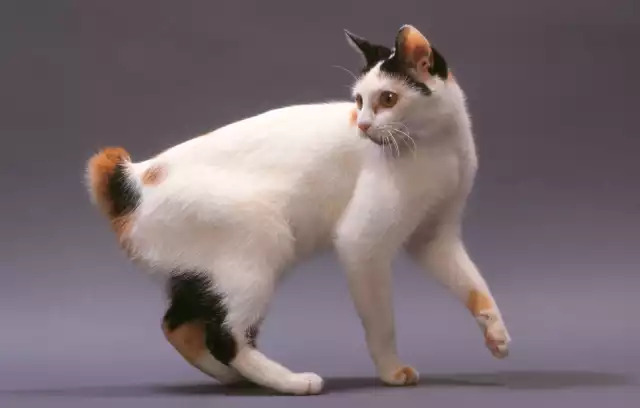 Photo Japanese Bobtail #3