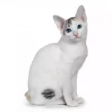 Photo Japanese Bobtail