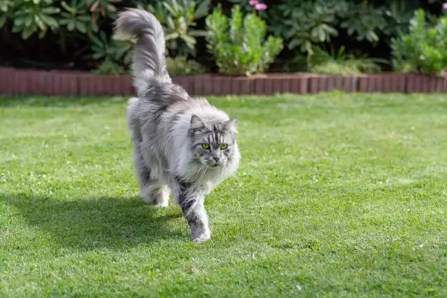 Photo Maine Coon #4