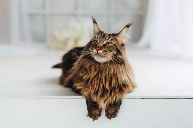 Photo Maine Coon #3