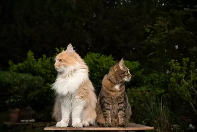 Photo Maine Coon #1