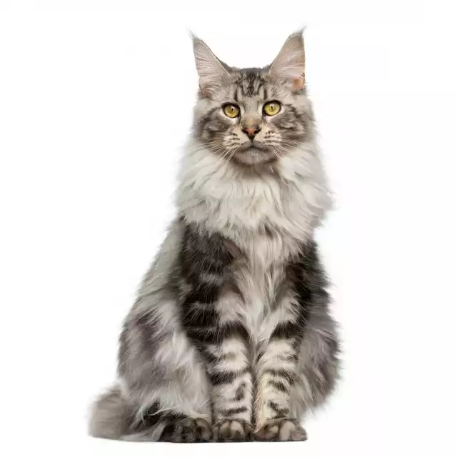 Photo Maine Coon