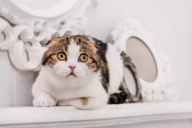 Photo Scottish Fold #3