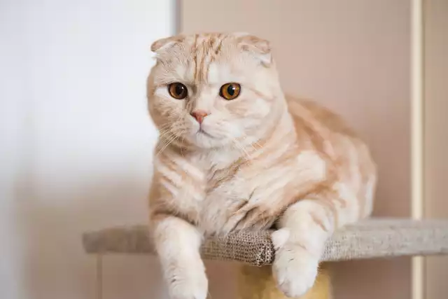 Photo Scottish Fold #2