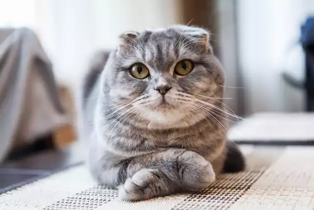 Photo Scottish Fold #1