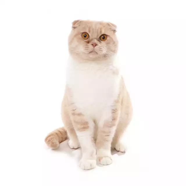 Photo Scottish Fold