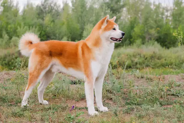 Photo Akita Inu #5