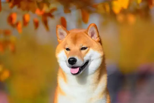 Photo Akita Inu #4