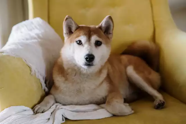 Photo Akita Inu #2