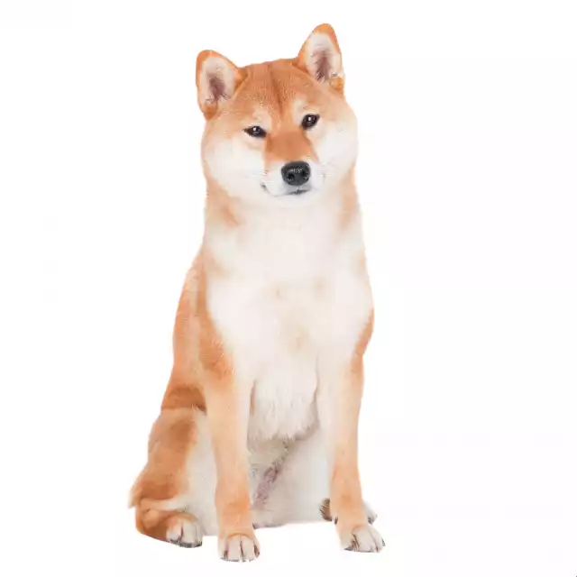 Akita Inu