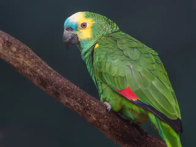 Photo Amazone à front bleu (Amazona aestiva) #1