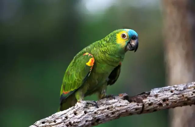 Photo Amazone à front bleu (Amazona aestiva) #3