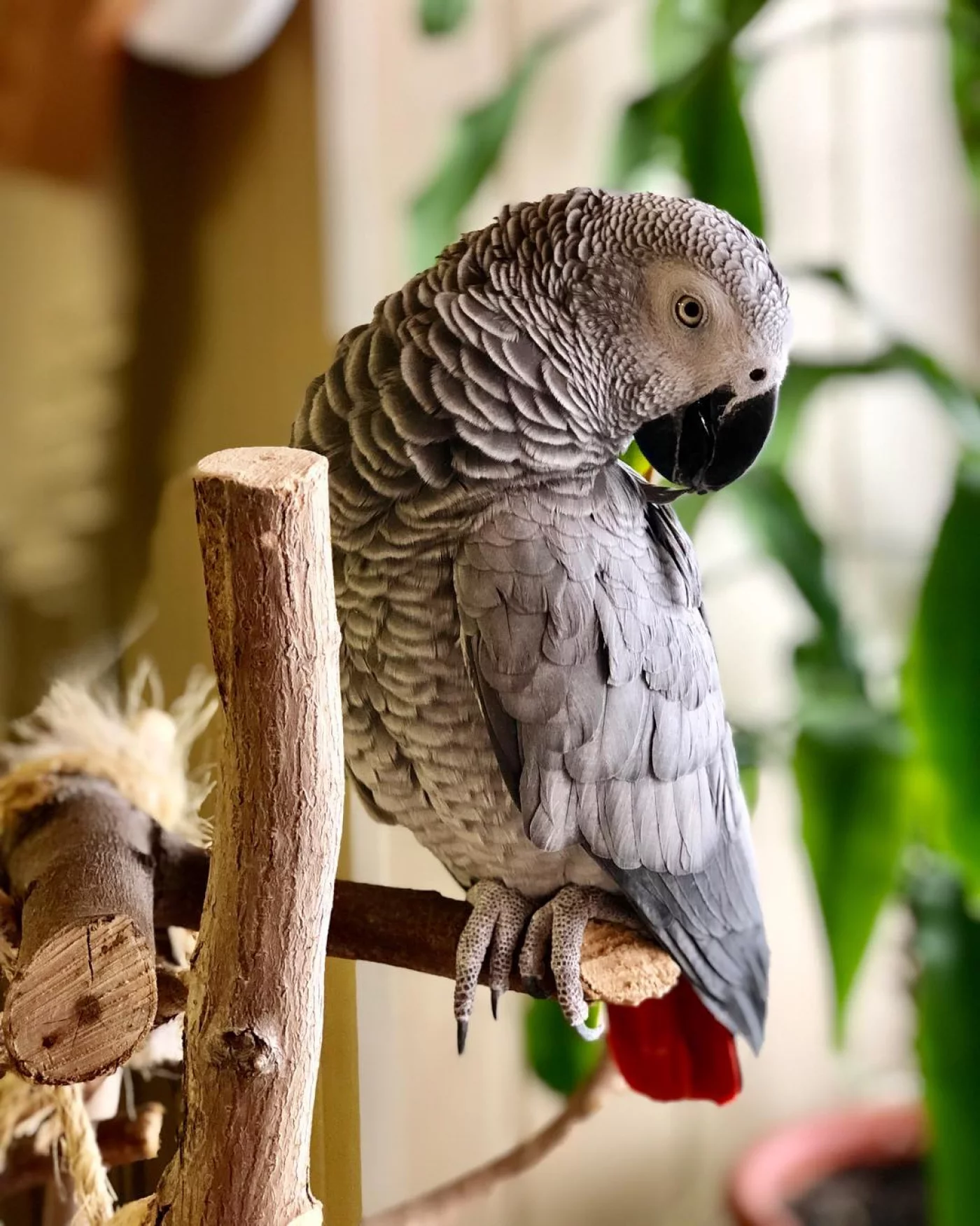 Gris du Gabon (P. Erithacus): Tout Savoir sur ce perroquet