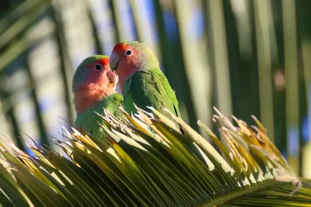 Photo Inséparable (Agapornis roseicollis) #1