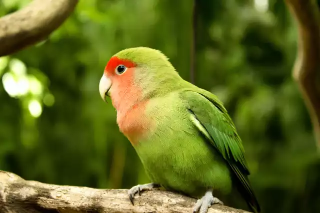 Photo Inséparable (Agapornis roseicollis) #5