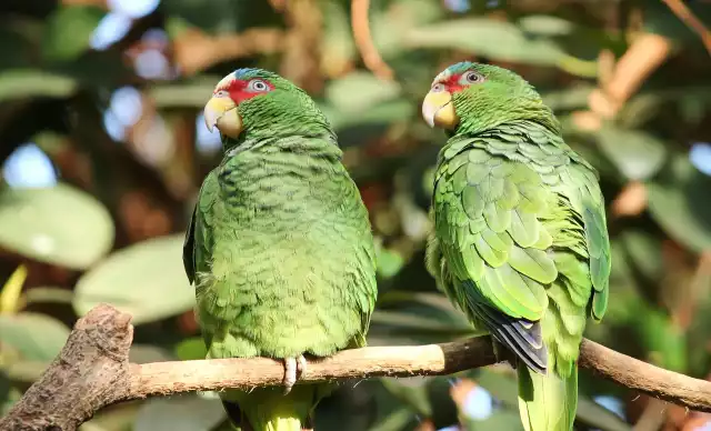 Photo Inséparable (Agapornis roseicollis) #4