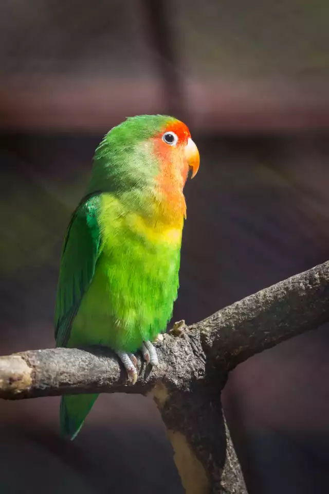 Photo Inséparable (Agapornis roseicollis) #3
