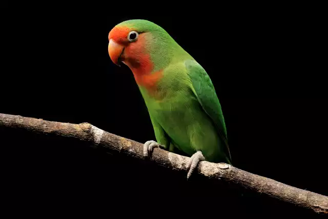 Photo Inséparable (Agapornis roseicollis) #2