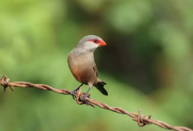 Astrild ondulé (Estrilda astrild)