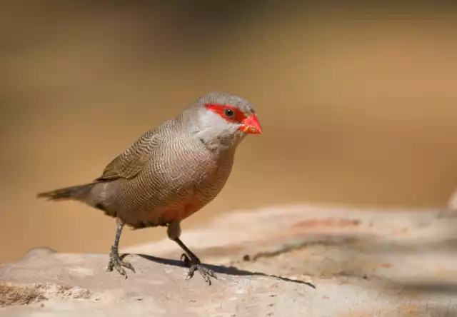 Astrild ondulé (Estrilda astrild)
