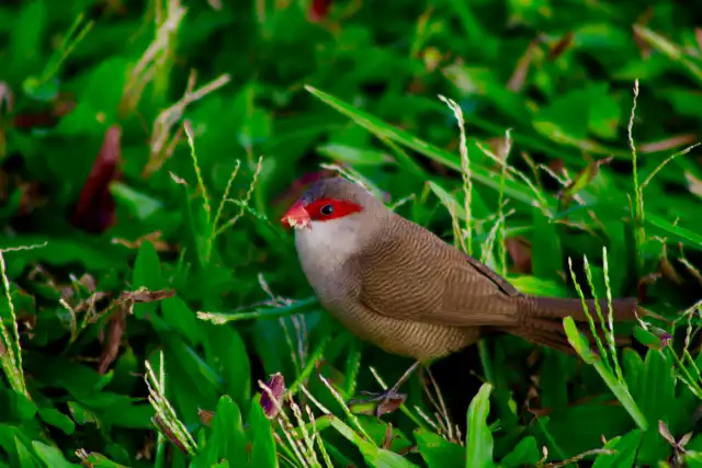 Astrild ondulé (Estrilda astrild)
