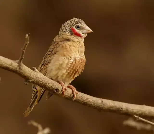 Photo Amadine cou-coupé (Amadina fasciata) #2