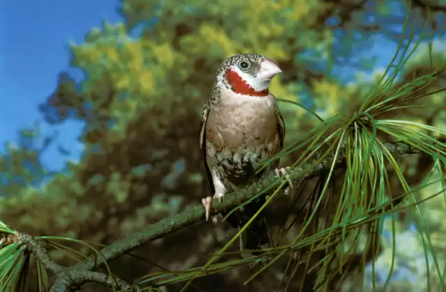 Photo Amadine cou-coupé (Amadina fasciata) #1