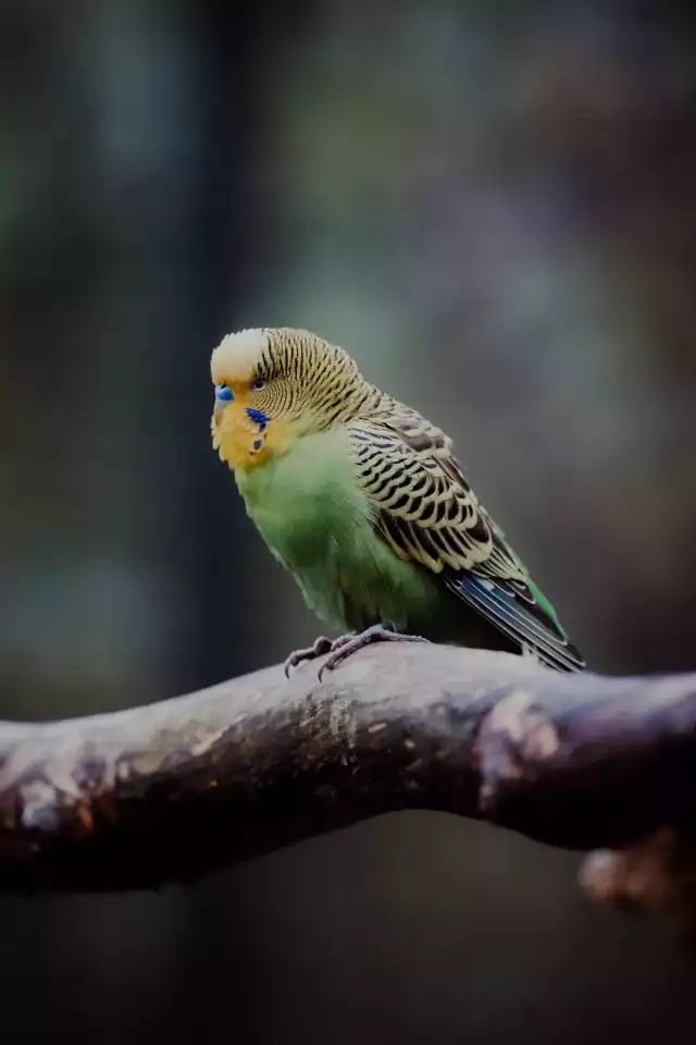 Photo Perruche ondulée (Melopsittacus undulatus) #3