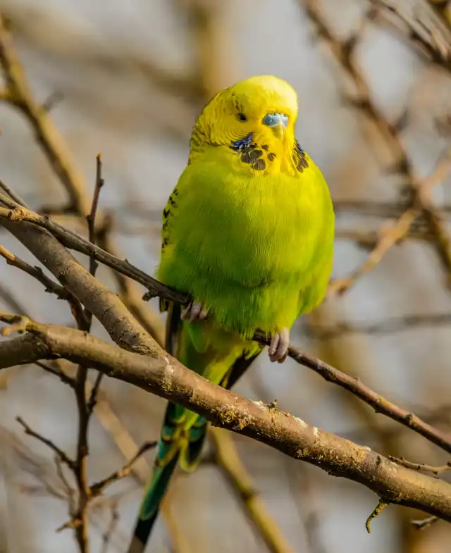 Photo Perruche ondulée (Melopsittacus undulatus) #2