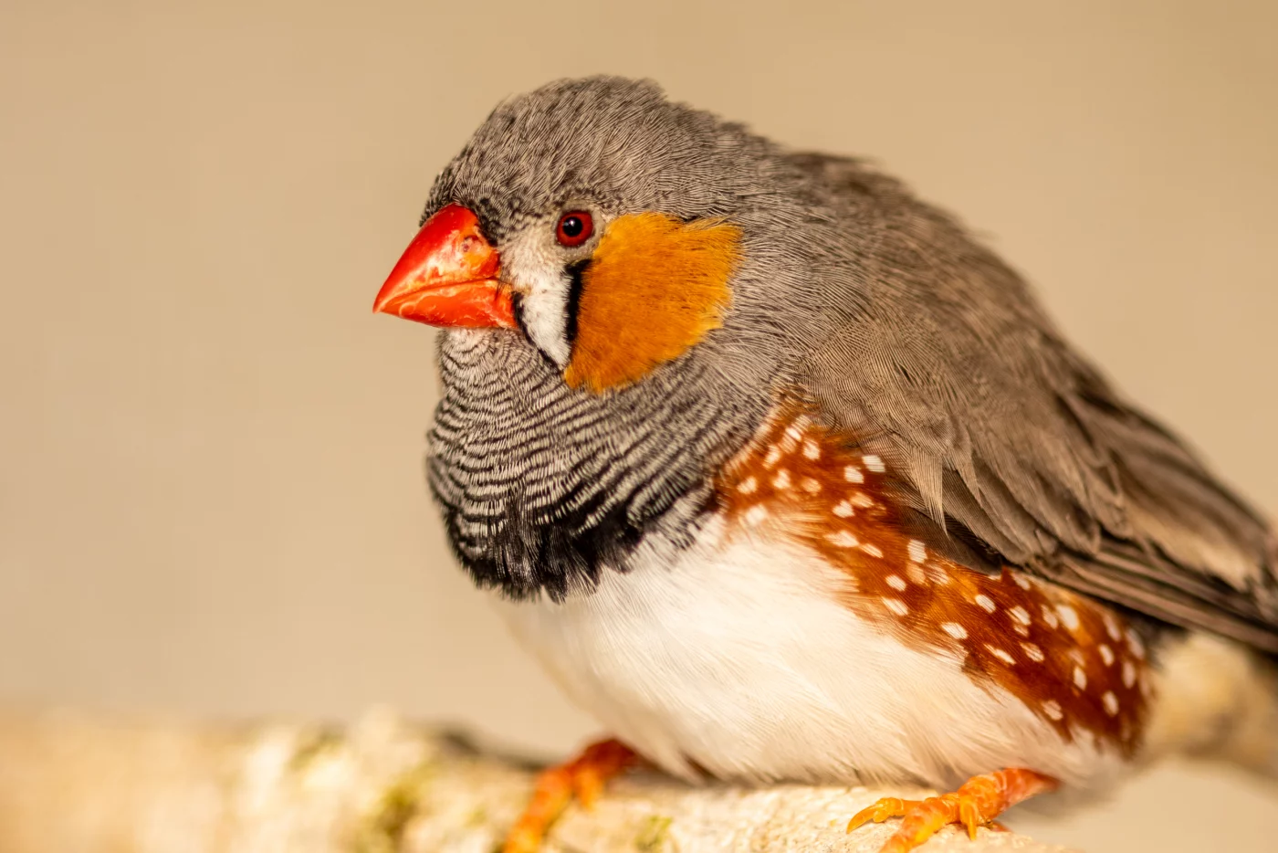 Torbellino Deformar Hacer las tareas domésticas Diamant mandarin (Passereau) - Zoom sur cet oiseau australien