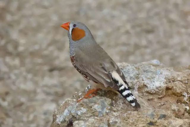 Photo Diamant mandarin (Taeniopygia guttata) #3