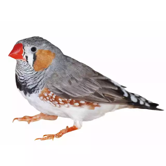 Diamant mandarin