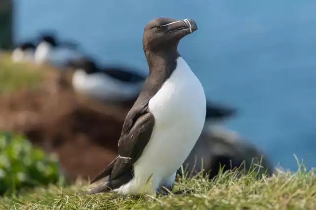 Pingouin Torda (Alca torda)