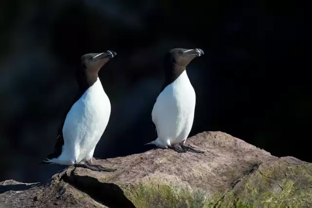 Pingouin Torda (Alca torda)