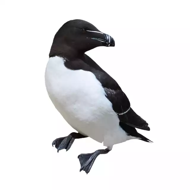 Pingouin Torda