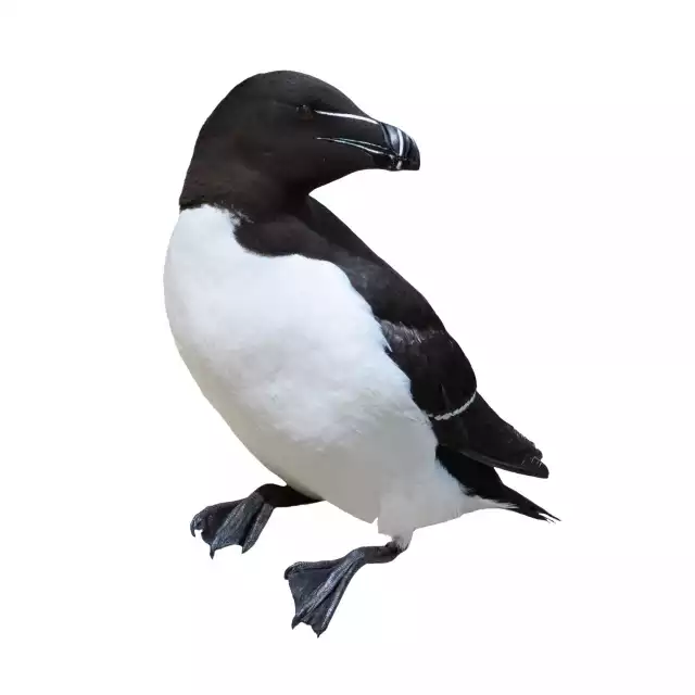 Pingouin Torda (Alca torda)