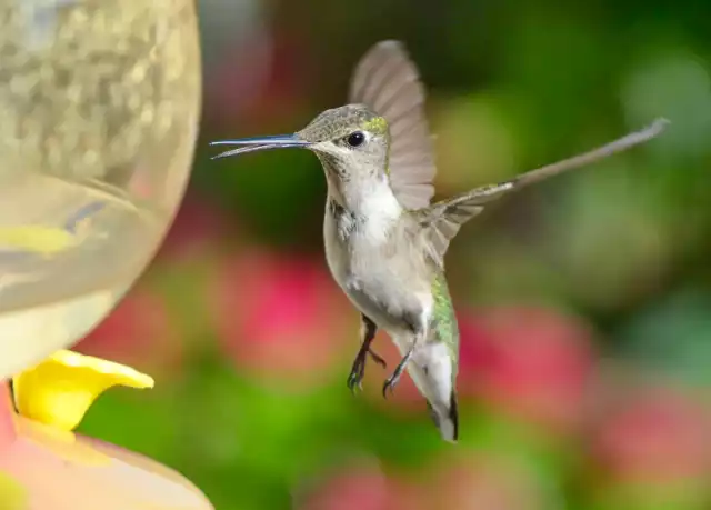 Photo Colibri Circé (Cynanthus latirostris) #4