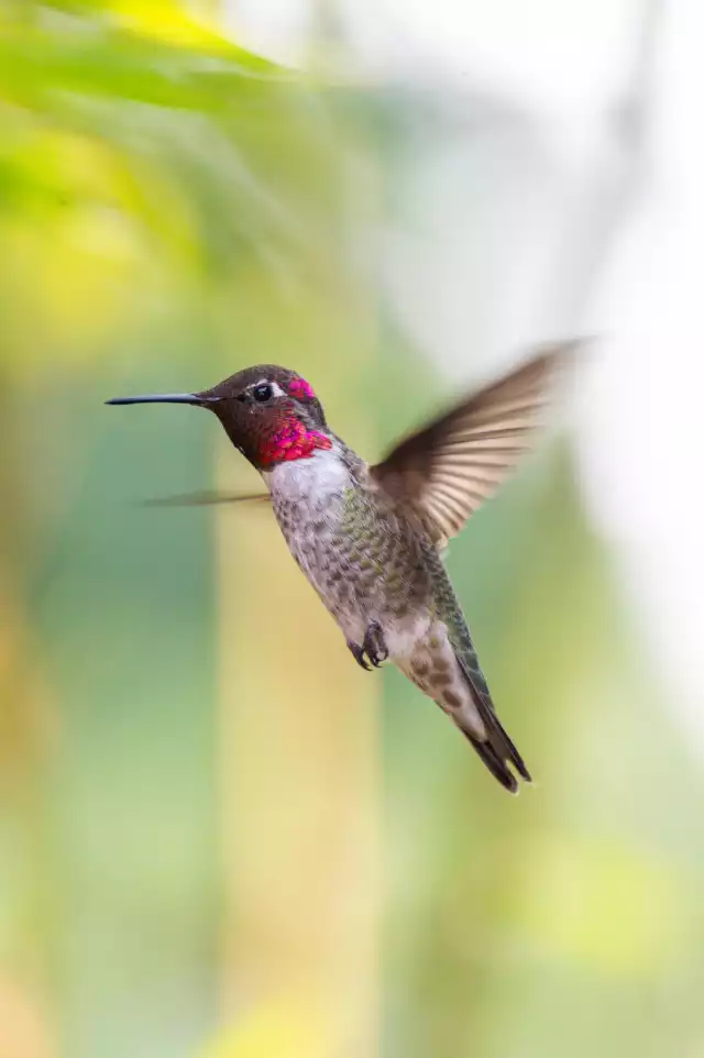 Photo Colibri Circé (Cynanthus latirostris) #3