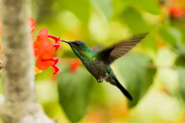 Photo Colibri Circé (Cynanthus latirostris) #2