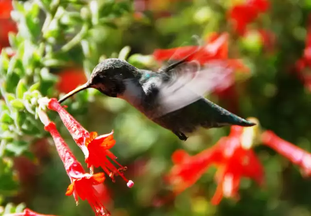 Photo Colibri Circé (Cynanthus latirostris) #1