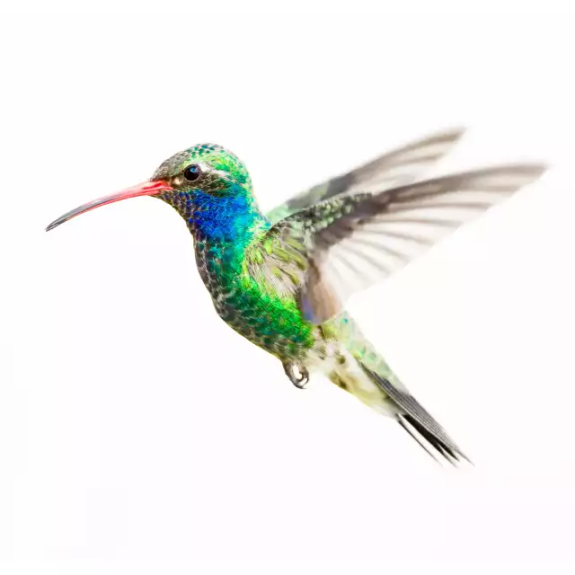 Colibri Circé (Cynanthus latirostris)