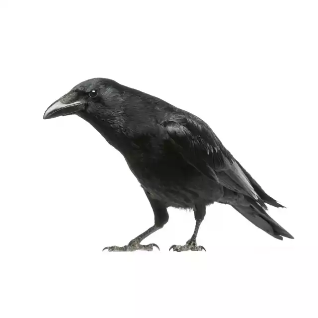 Corneille noire (Corvus corone)