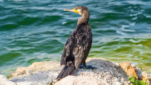 Photo Grand Cormoran (Phalacrocorax carbo) #3