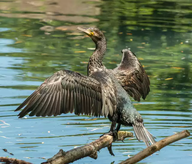 Photo Grand Cormoran (Phalacrocorax carbo) #2