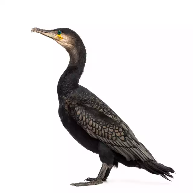 Grand Cormoran (Phalacrocorax carbo)