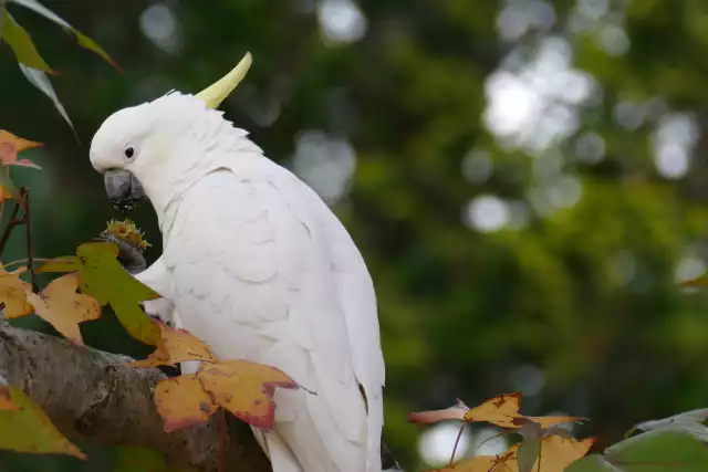 Photo Cacatoès à huppe jaune (Cacatua galerita) #2