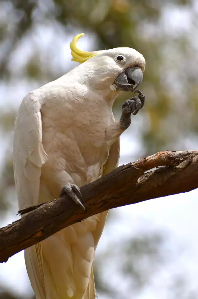 Photo Cacatoès à huppe jaune (Cacatua galerita) #1