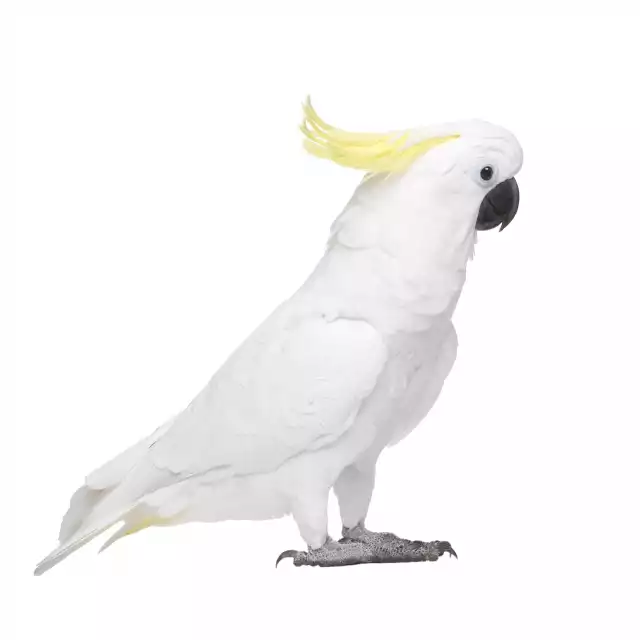 Cacatoès à huppe jaune (Cacatua galerita)