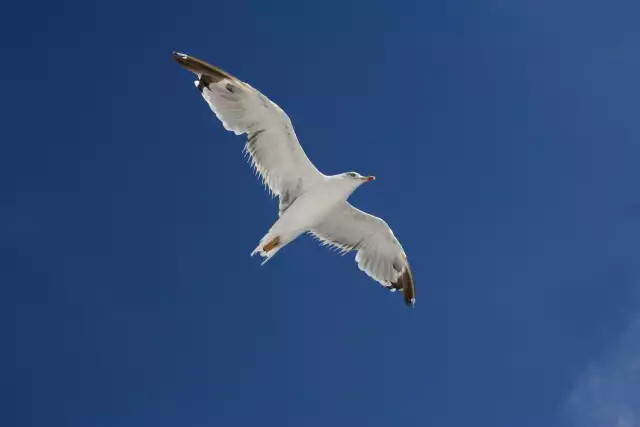 Photo Goéland argenté (Larus argentatus) #3