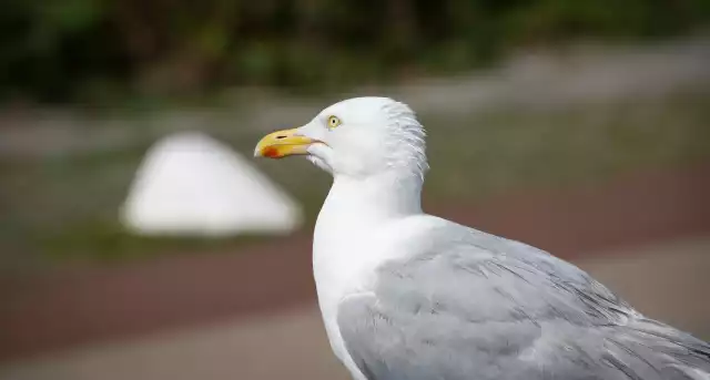 Photo Goéland argenté (Larus argentatus) #2